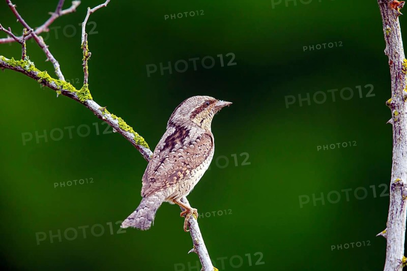 Wryneck, (Jynx torquilla), turning neck, old-world woodpeckers, woodpecker, sitting room, biotope, habitat, one, individual animal, sideways, Bavaria, Federal Republic of Germany