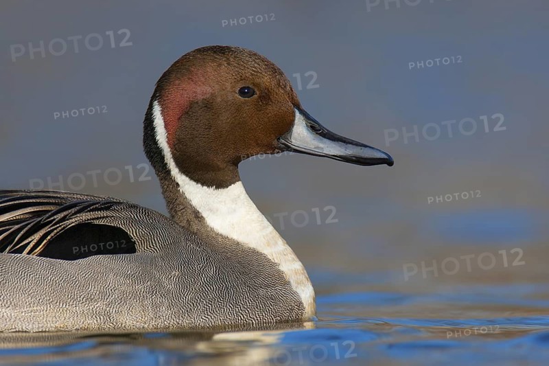 Northern Pintail (Anas acuta) male, British Columbia, Canada