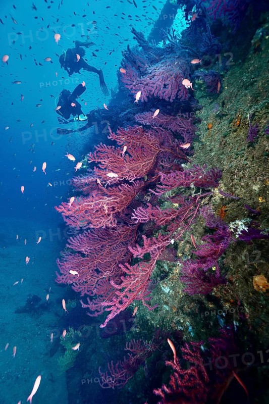 Divers explore a shipwreck full of colourful life, Violescent sea-whip (Paramuricea clavata) and Mediterranean flagfish (Anthias anthias), in the depths of the sea, dive site wreck Le Grecq, Giens peninsula, Mediterranean Sea, Porquerolles, Provence, Côte d'Azur, France