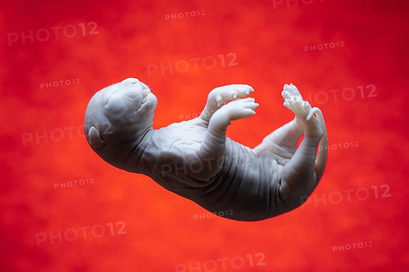 A feline fetus is featured floating gracefully against a vibrant red background. This image captures the delicate details of the unborn cat, emphasizing its tiny features