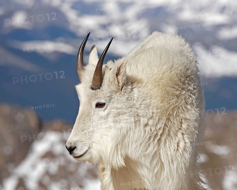 A snow goat in a rocky landscape, Wyoming, United States