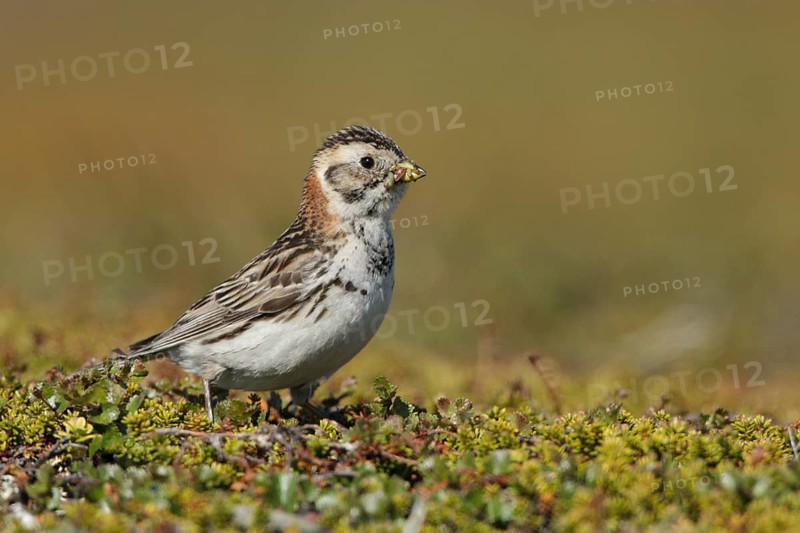 Lapland Longspur (Calcarius lapponicus) female, Finnmark, Norway