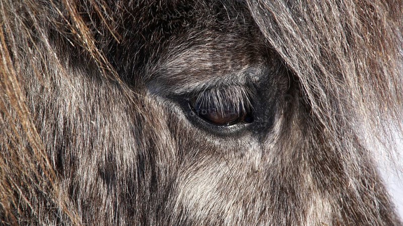 Europe, Scandinavia, Iceland, Icelandic horse, detail, eye, Equidae, Icelander