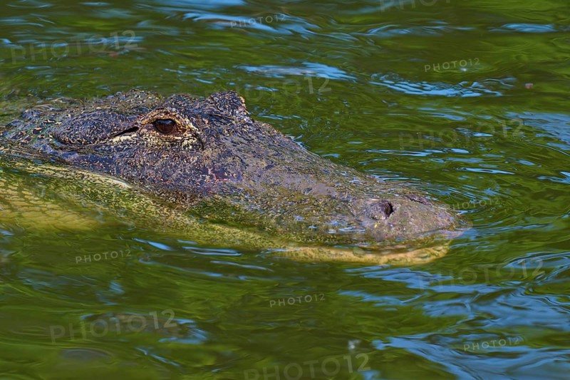 Close-up of a swimming alligator holding its head above water, American alligator (Alligator mississippiensis), Orlando, Florida, USA