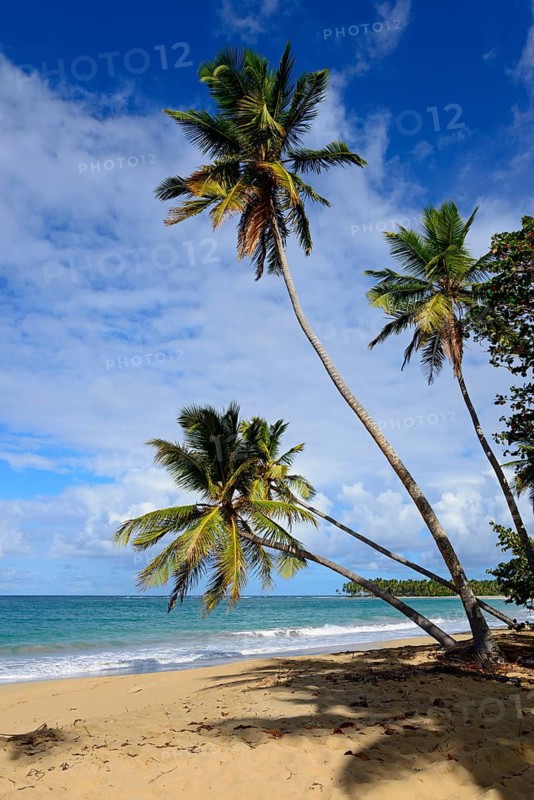 Three leaning palm trees on a sunny beach overlooking the turquoise sea, Limon beach, El Limón, El Seibo, Dominican Republic, Hispaniola, Caribbean, America