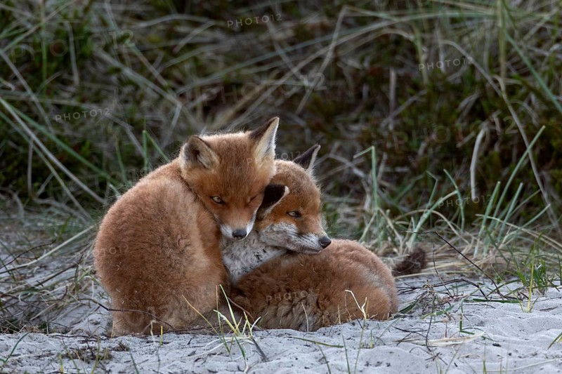 The red fox cubs (Vulpes vulpes) don't really want to rest, some sibling is always scurrying around looking for a better sleeping position, sleep, cuddling, rearing cubs, baby animals, cute, playful, wrestling, May, Denmark
