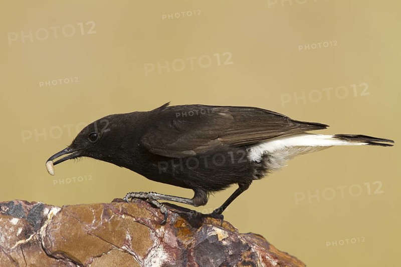 Black Wheatear (Oenanthe leucura) male, Castile-La Mancha, Spain