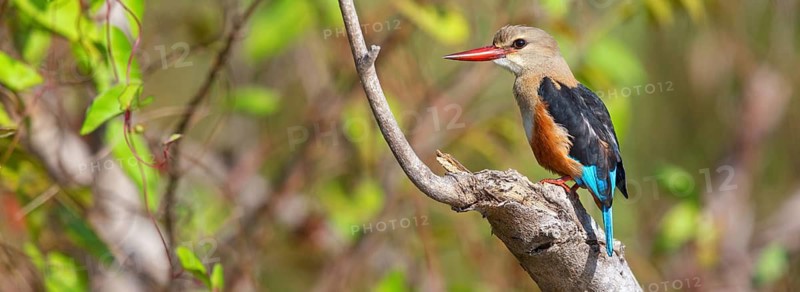 Grey-headed Kingfisher, Grey-headed Kingfisher, Tendaba camp Tendaba photo hid, Kwinella, South Bank, Gambia