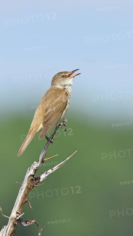 Great Reed Warbler (Acrocephalus arundinaceus), with open beak, singing, twittering, sitting on a twig, singing station, natural habitat, migratory bird, songbirds Lake Neusiedl, Burgenland, Austria