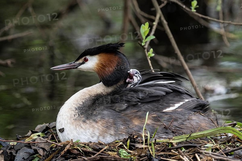 Great Crested Grebe (Podiceps Scalloped ribbonfish) with juveniles, Emsland, Lower Saxony, Germany