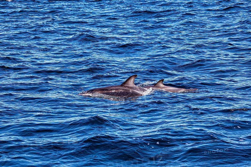 Two dolphins swimming side by side at the surface, The Clymene dolphin (Stenella clymene) near Puerto Madryn in Argentina