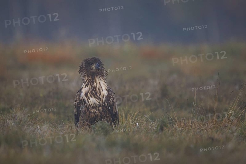 White-tailed Eagle (Haliaeetus albicilla), Poland