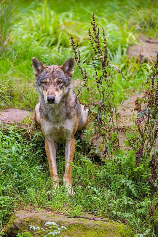 An adult male eurasian gray wolf (Canis lupus lupus) sits on a green meadow