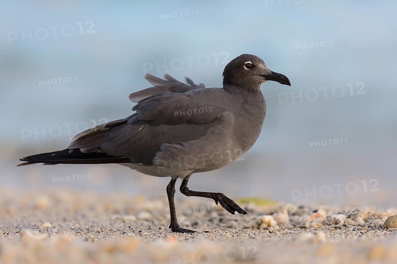 Lava Gull (Leucophaeus fuliginosus) on shoreline, Galapagos, Ecuador