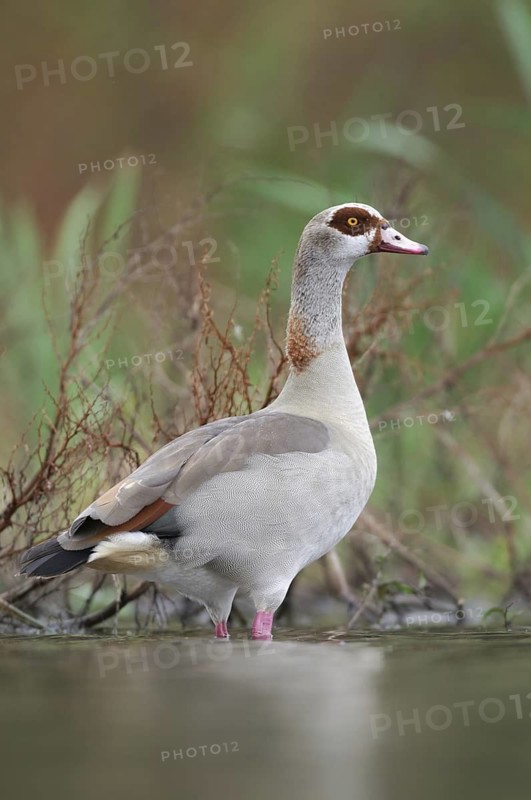 Egyptian Goose (Alopochen aegyptiaca), Thuringia, Germany