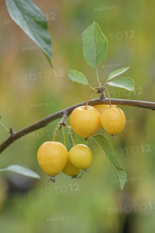 Ornamental apple (Malus 'Sachsengold'), Anchers Havecenter, Pillnitz, Saxony, Germany