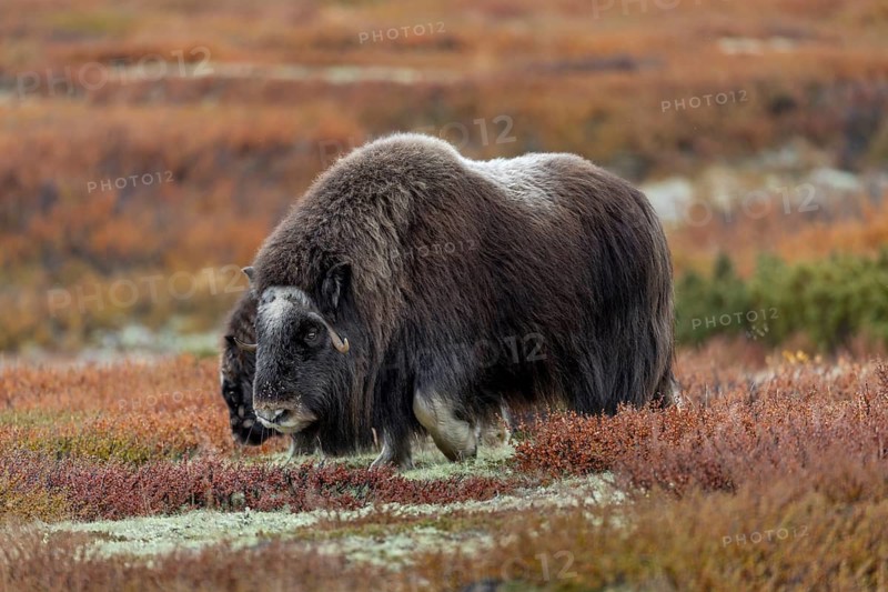 A musk ox cow (Ovibos moschatus) with calf foraging in the tundra, autumn, autumn landscape, Ruska, Tundra landscape, September, Norway