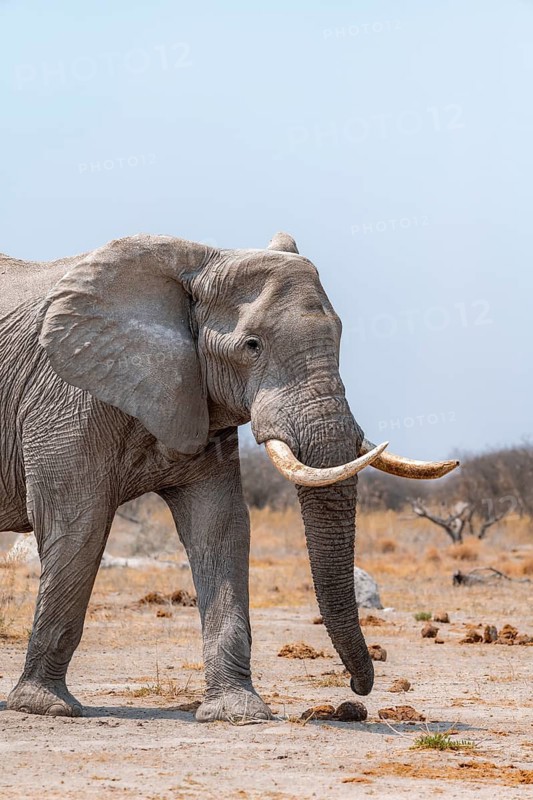 African elephant (Loxodonta africana), African savannah, Nxai Pan National Park, Botswana Botswana