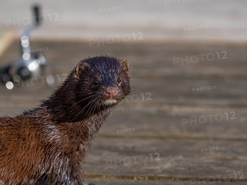 A mink and fishing rod in the background