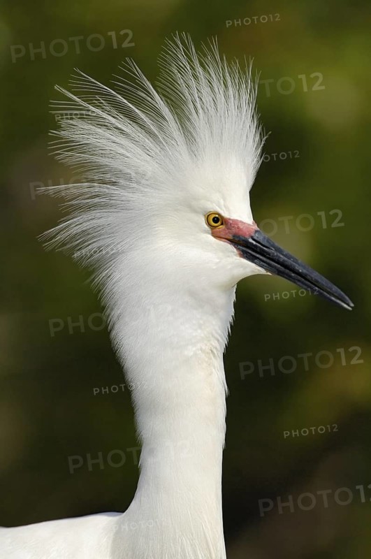 Snowy Egret (Egretta thula), Texas, USA