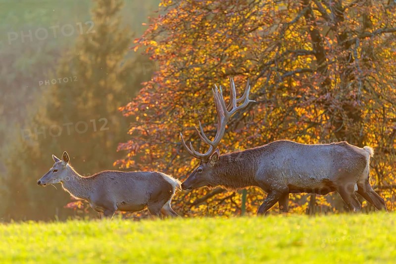 An Altai maral stag (Cervus canadensis sibiricus) checks a female for readiness to mate. A tree in autumnal colors stands light-flooded behind them