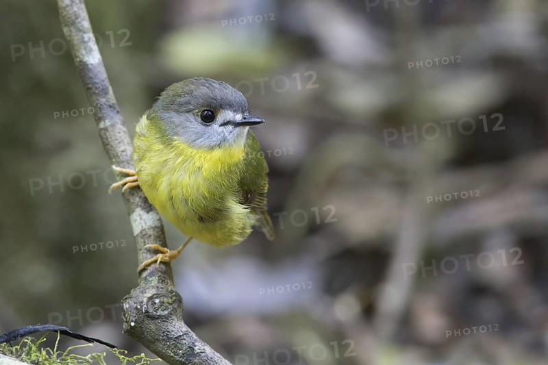 Pale-yellow Robin (Tregellasia capito), Queensland, Australia
