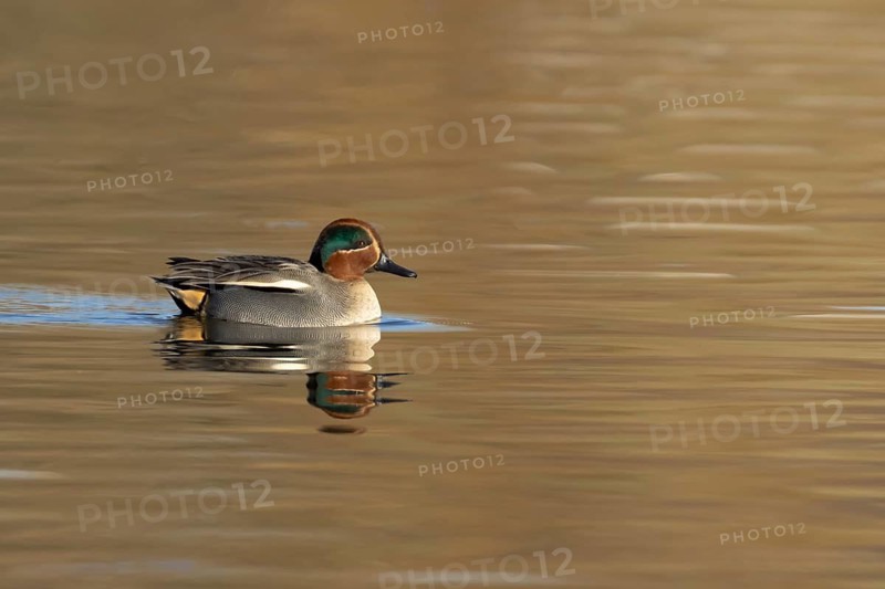 Common teal (Anas crecca) duck adult male bird on a lagoon, England, United Kingdom