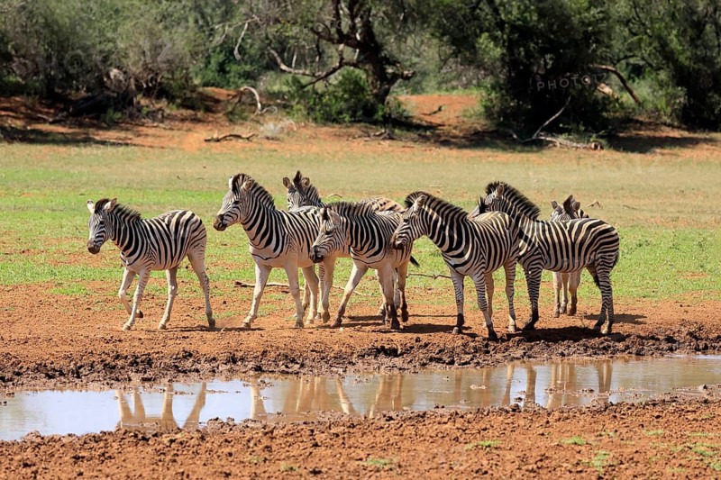 Burchell's zebra (Equus quagga burchelli), Burchell's zebra, adult, group, at water, drinking trough, waterhole, alert, Mokala National Park, Northern Cape, South Africa