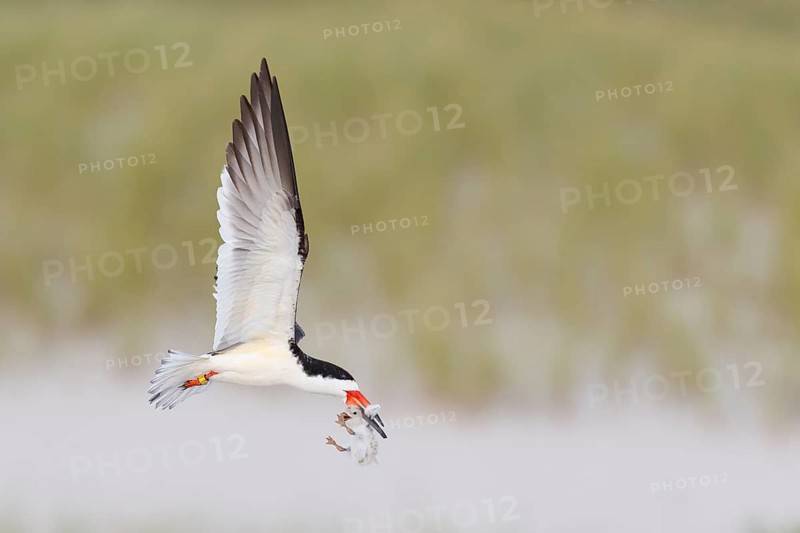 Black Skimmer (Rynchops niger) flying with chick in its beak, New York, USA