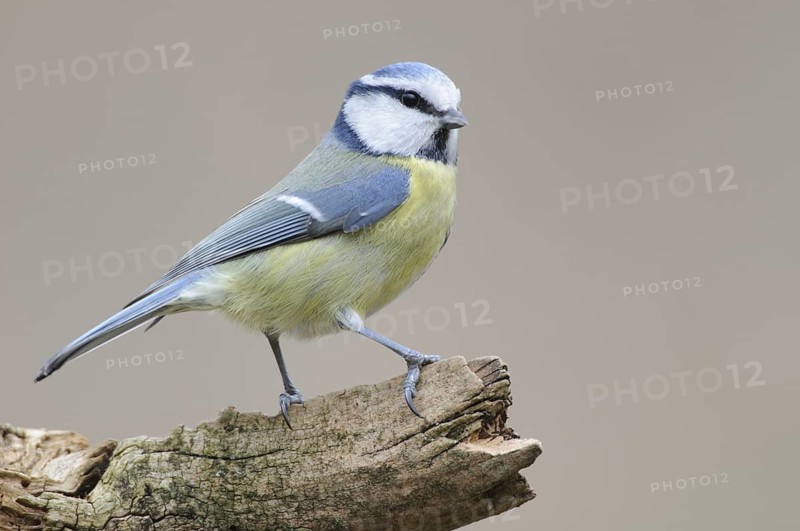 Eurasian Blue Tit (Cyanistes caeruleus), Thuringia, Germany