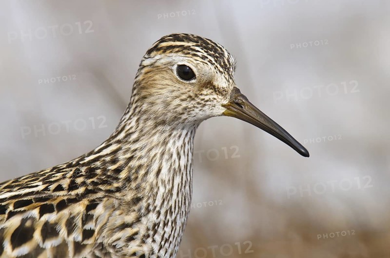 Pectoral Sandpiper (Calidris melanotos), Alaska, USA