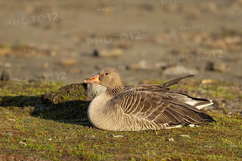 Greylag Goose (Anser anser), Smaland, Sweden