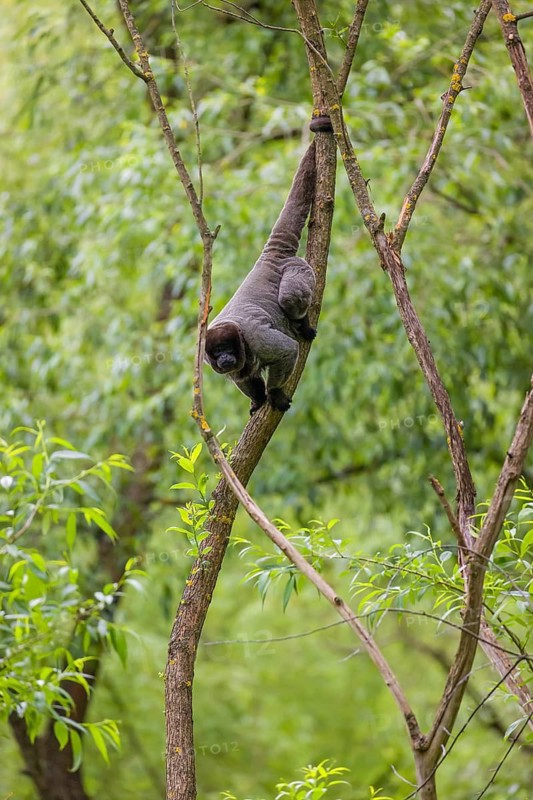 A common woolly monkey, brown woolly monkey, or Humboldt's woolly monkey (Lagothrix lagothricha) climbs in a tree