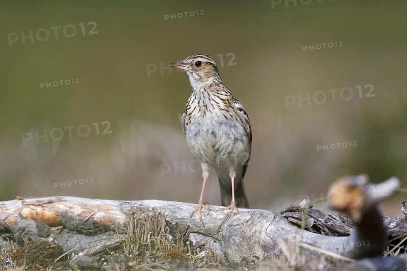 Woodlark (Lullula arborea) singing, Brandenburg, Germany