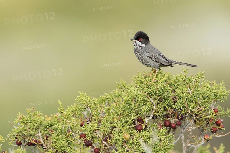 Cyprus Warbler (Sylvia melanothorax) male, Cyprus