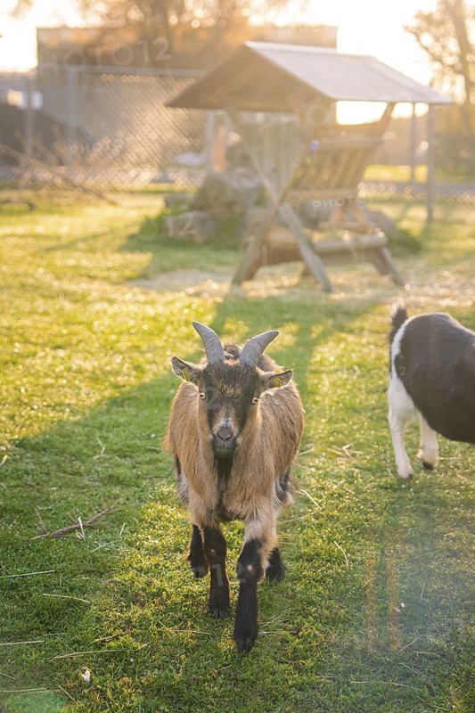 Two goats stand at a feeding trough in the meadow in the morning light, looking curiously, Schlehengäuschule, Gechingen, Hecken and Gäu region, Calw district, Germany