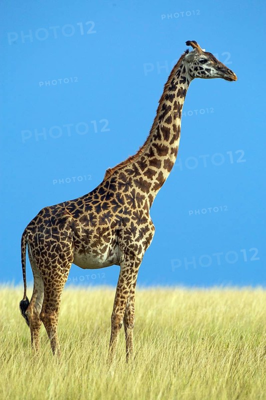 Maasai giraffe (Giraffa camelopardalis tippelskirchi), Africa, Kenya, Masai Mara