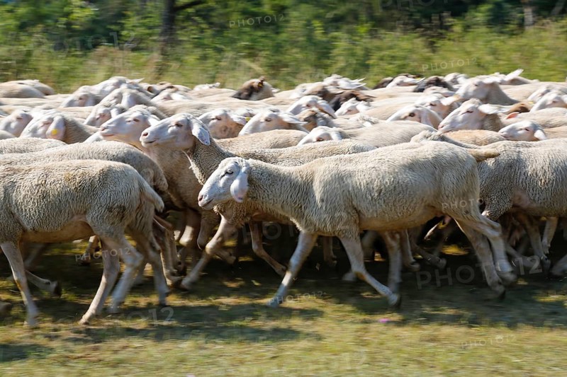 Sheep (Ovis), Fauser sheep farm, landscape conservation, mammals, herd, Pfronstetten, Swabian Alb, Baden-Württemberg, Germany