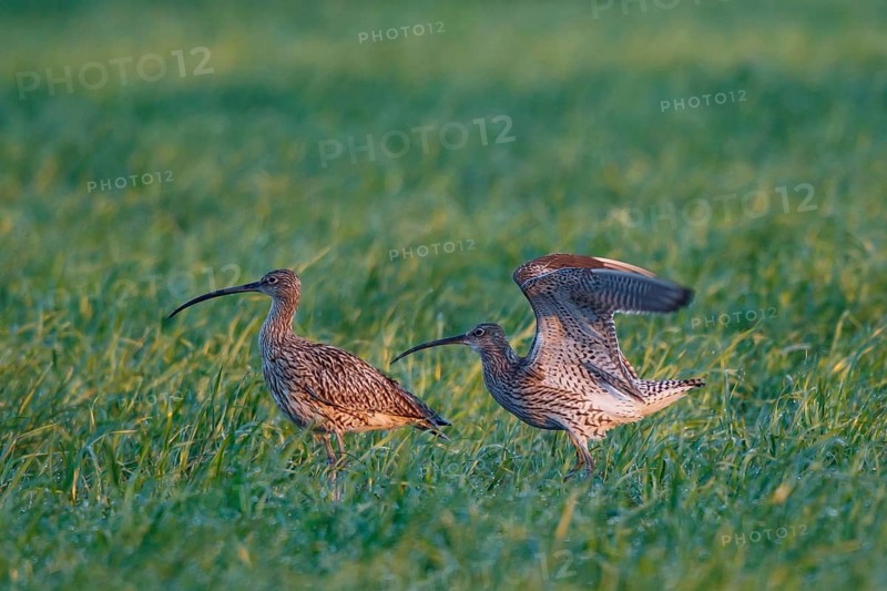 Eurasian Curlew (Numenius arquata) pair displaying, North Rhine-Westpalia, Germany