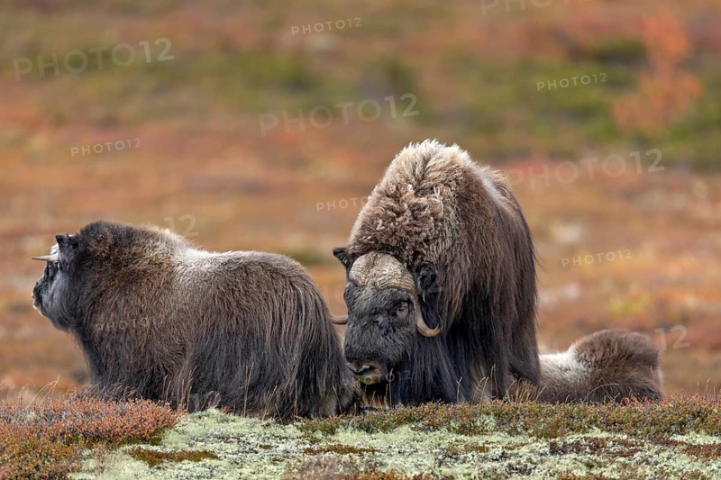 The musk ox bull (Ovibos moschatus) is always looking for contact with the members of the herd, autumn, autumn landscape, Ruska, Tundra landscape, September, Norway
