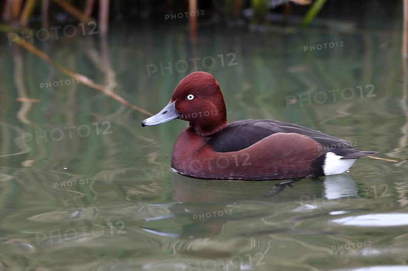 Ferruginous Duck (Aythya nyroca) male, Mecklenburg-Western Pomerania, Germany