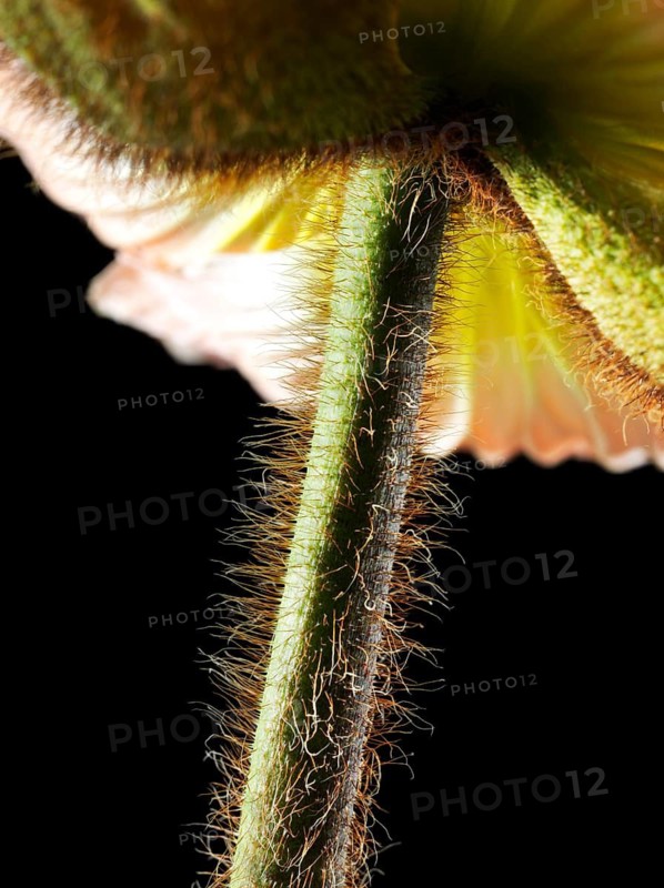 Stylised base of a poppy flower, Altaic poppy, Iceland poppy (Papaver nudicaule) Close-up against a black background, studio shot