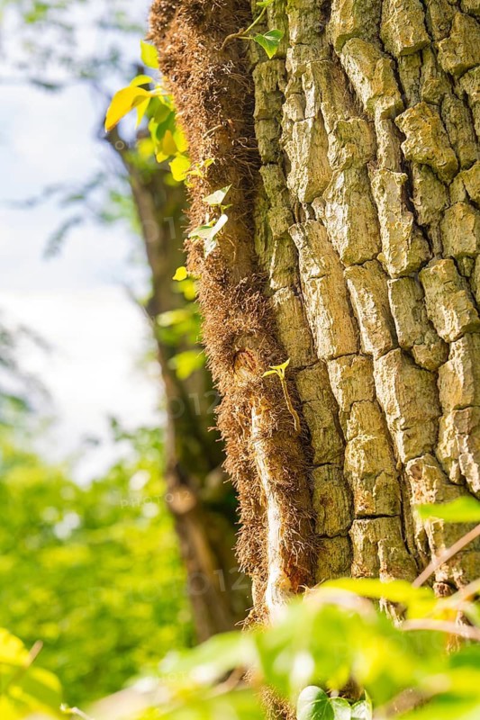 Close-up of a tree bark with moss and plants in the greenery, forest pasture project, compensation measure for the Hermann Hesse railway, Gechingen, district of Calw, Germany