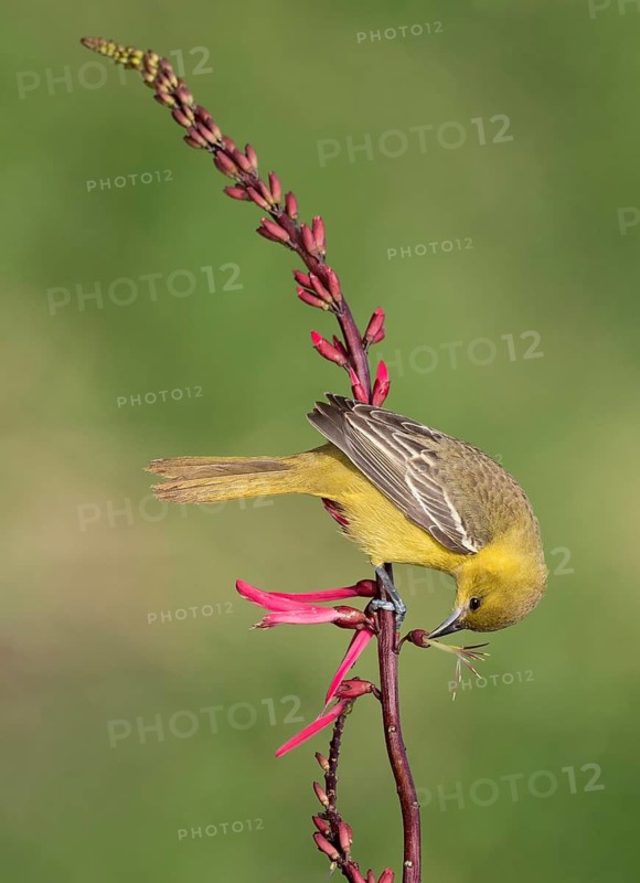 Orchard Oriole (Icterus spurius) perched on a branch, Texas, USA