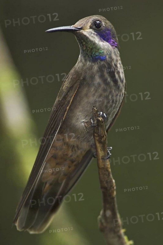 Brown Violetear (Colibri delphinae), Costa Rica