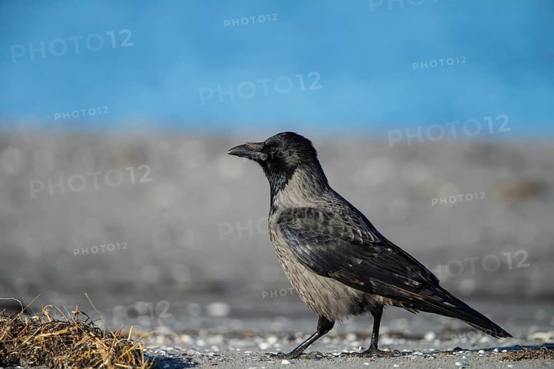 Hooded Crow (Corvus cornix) on beach, Mecklenburg-Western Pomerania, Germany