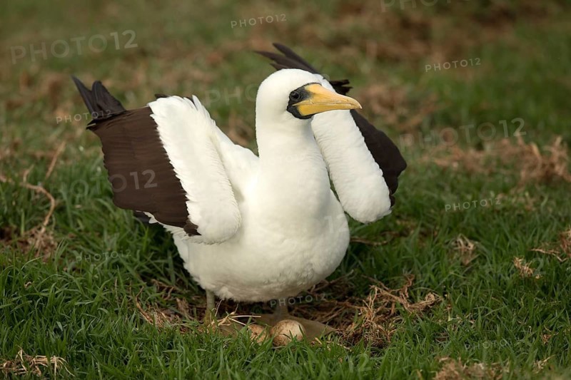 Masked Booby (Sula dactylatra tasmani) perched on the ground, Norfolk Island