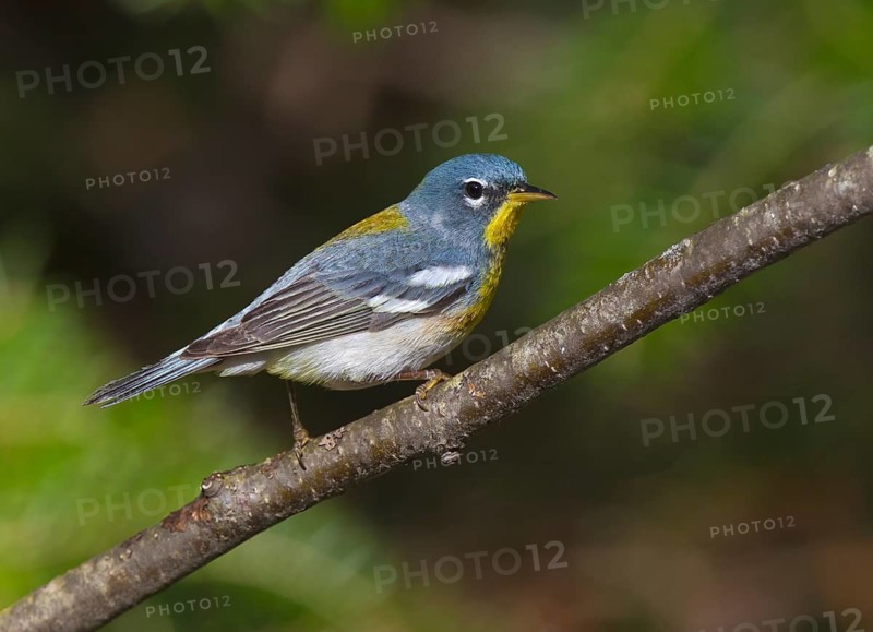 Northern Parula (Setophaga americana) male, Michigan, USA