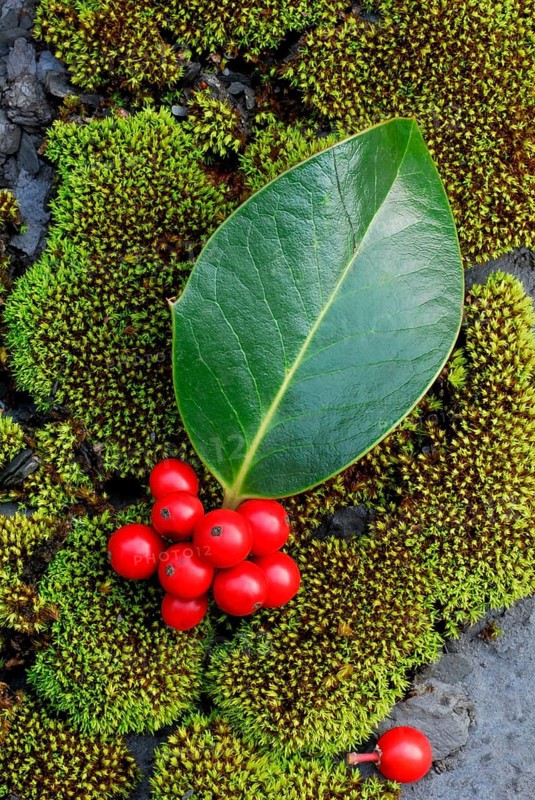 Holly, leaf and berries on moss cushion