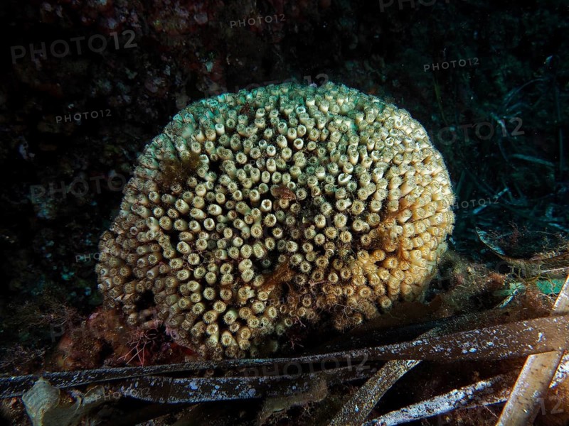 Round, beige grass coral (Cladocora caespitosa) with many small openings, located in a dark underwater environment, dive site peninsula Giens, Mediterranean Sea, Porquerolles, Provence, Côte d'Azur, France